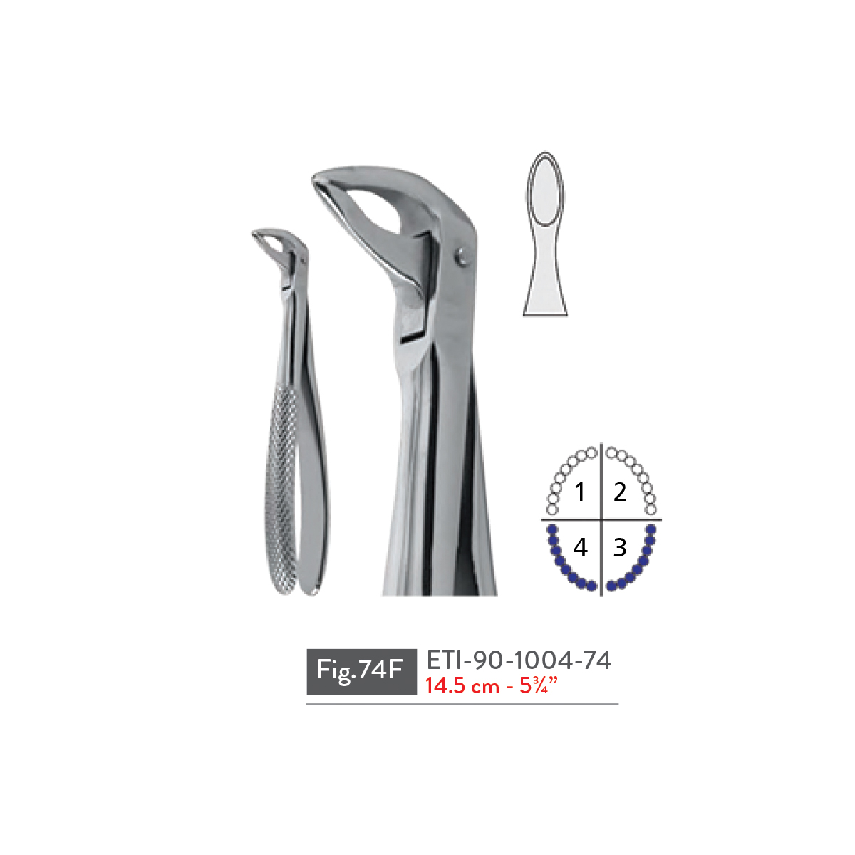 extracting-forceps42