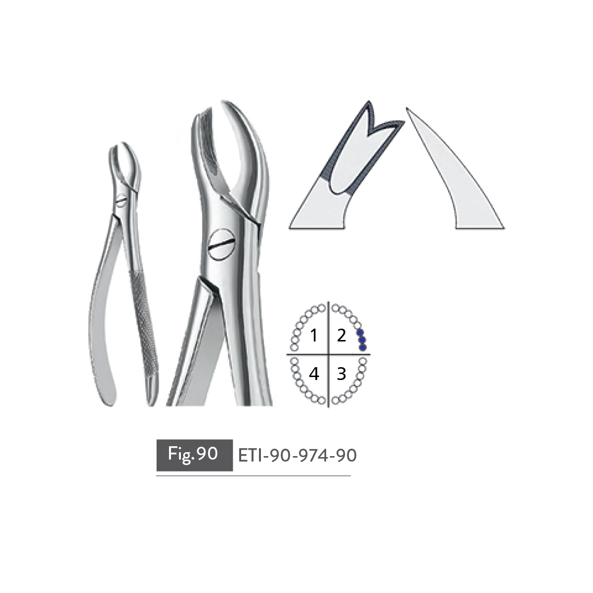 extracting-forceps26
