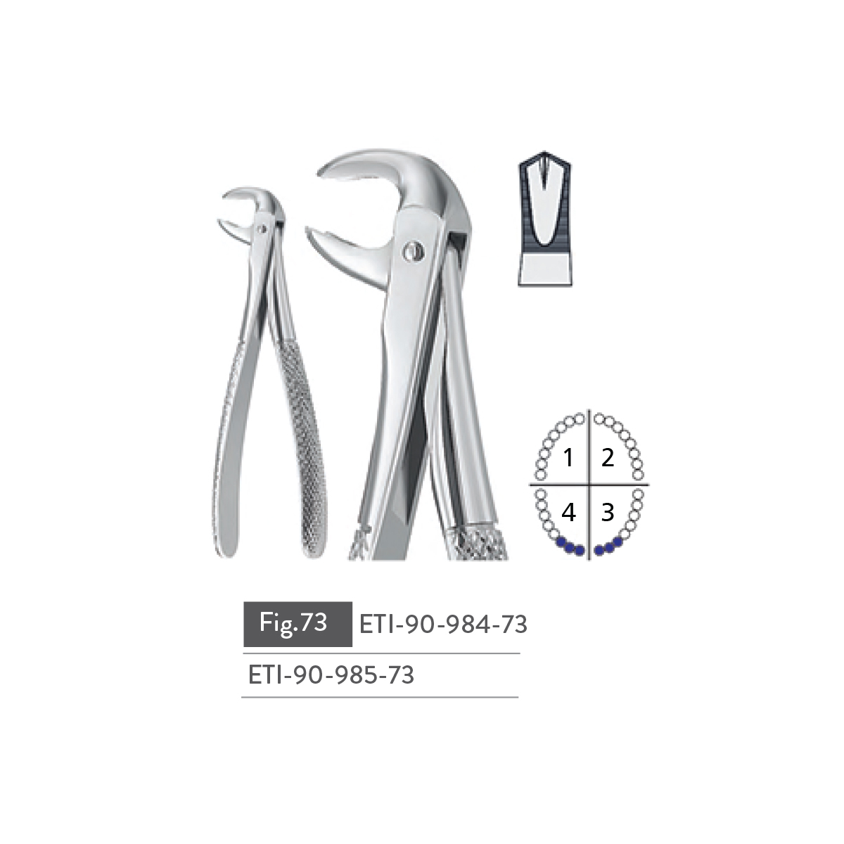 extracting-forceps30