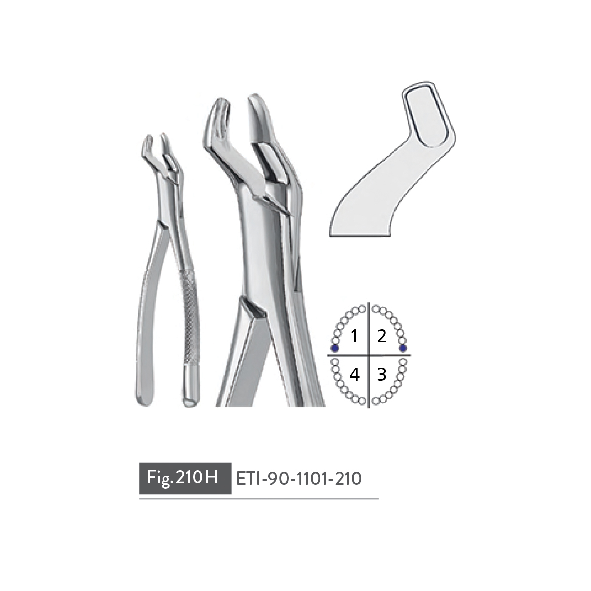 extracting-forceps76