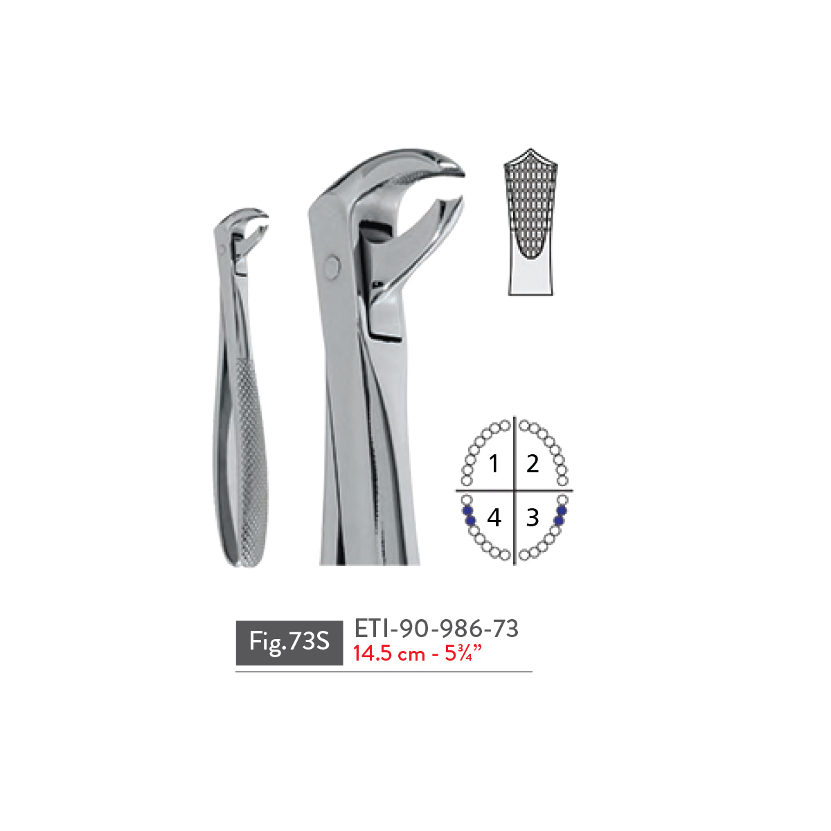 extracting-forceps31