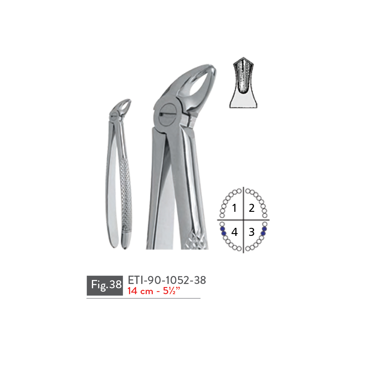 extracting-forceps53