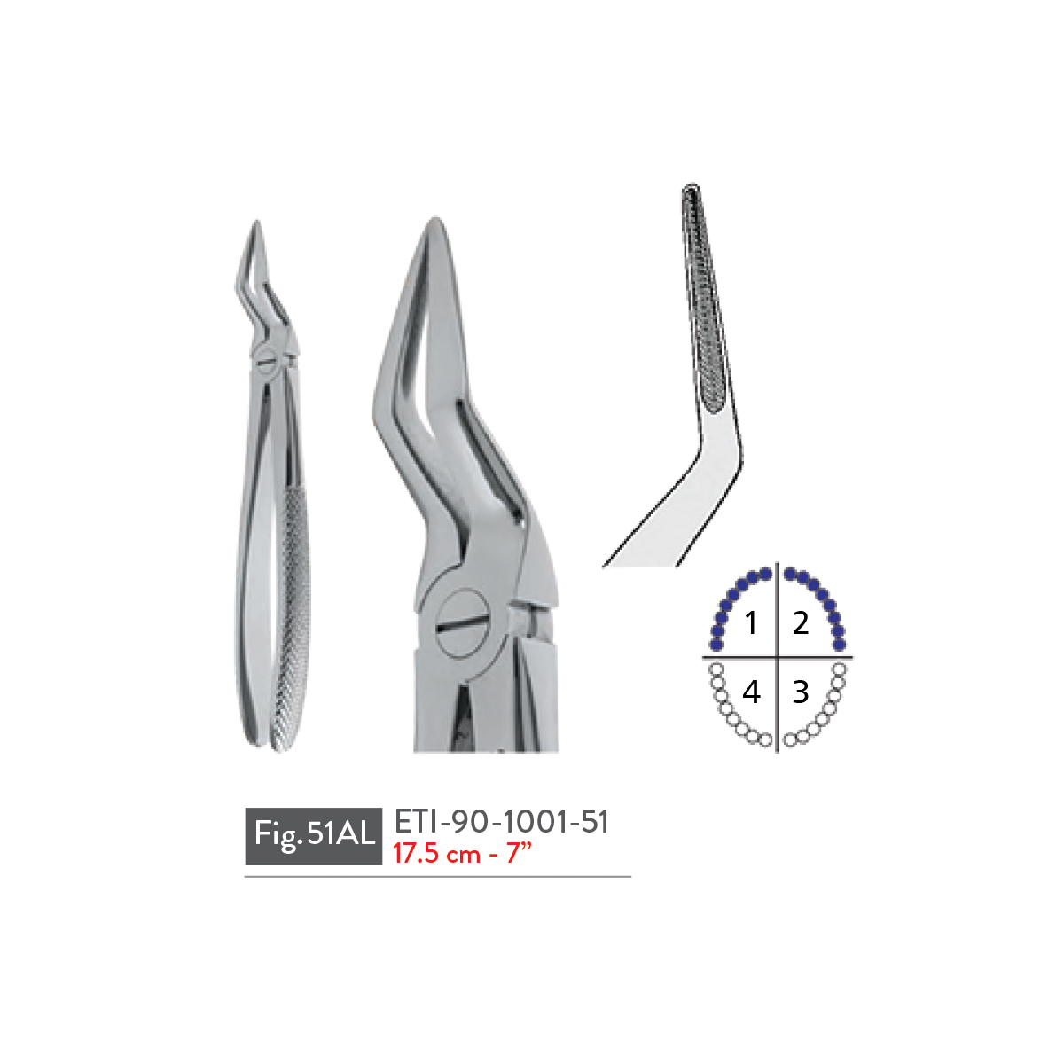 extracting-forceps39