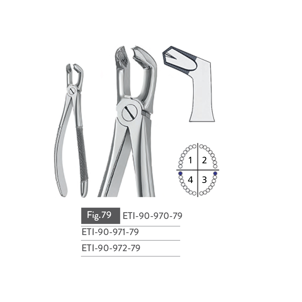 extracting-forceps24