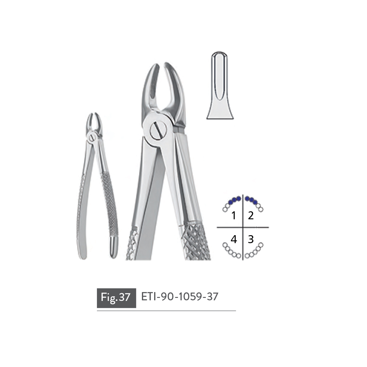 extracting-forceps60