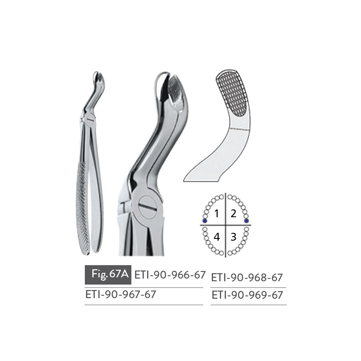 extracting-forceps23