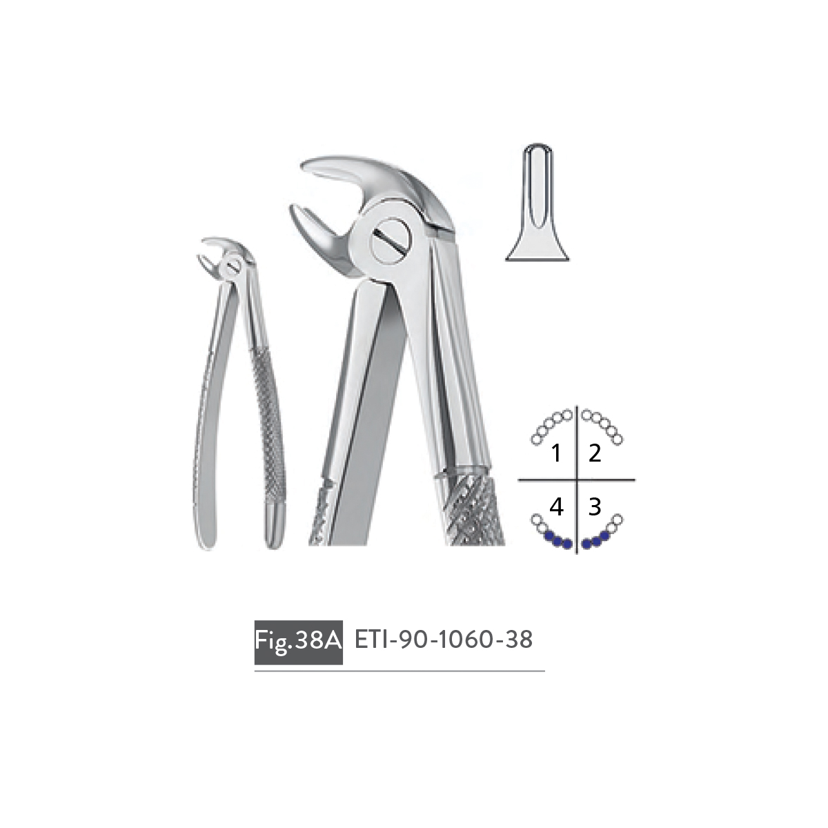 extracting-forceps61