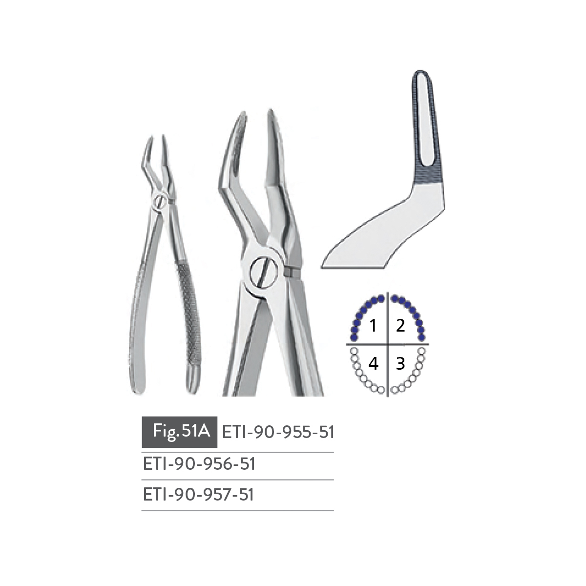 extracting-forceps18