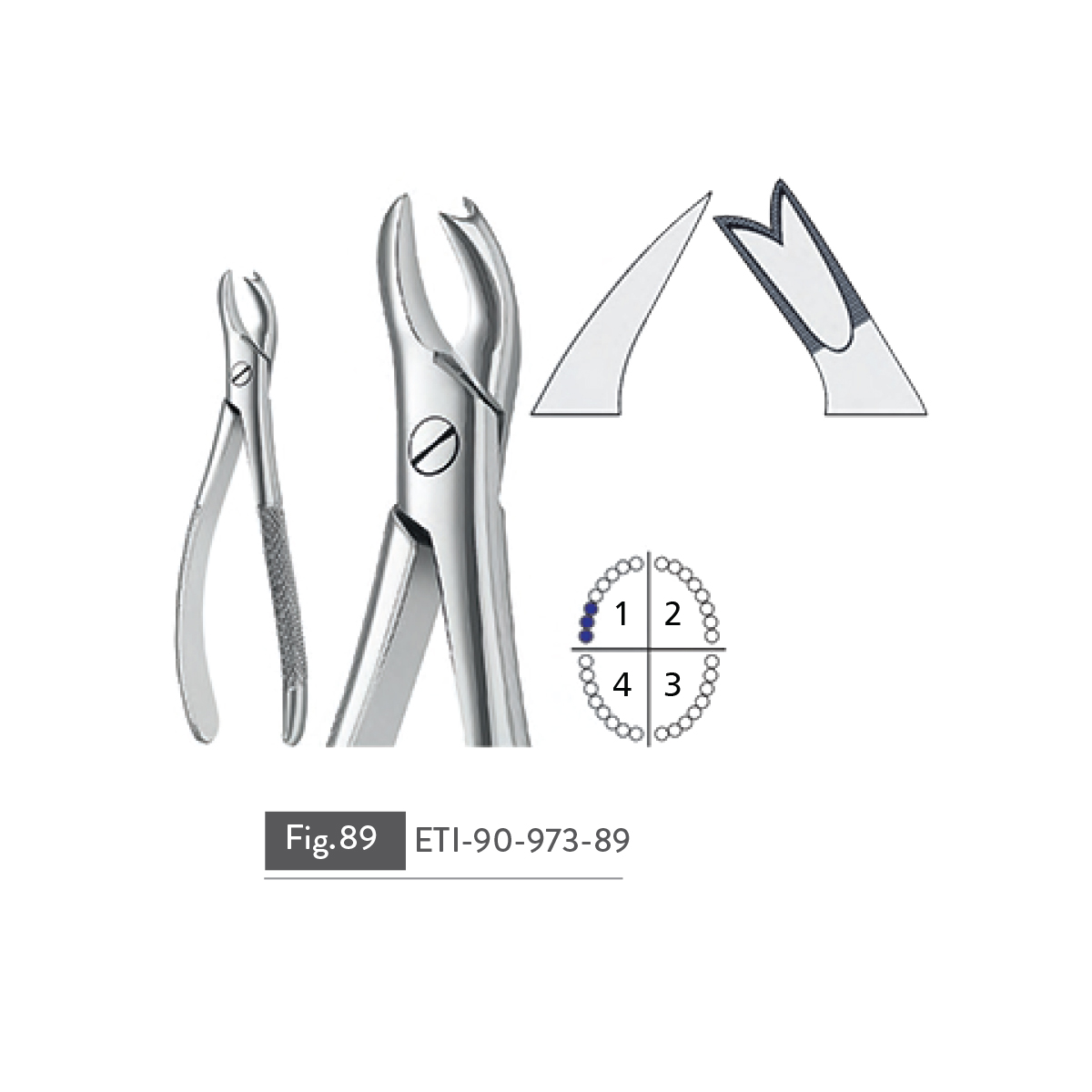 extracting-forceps13