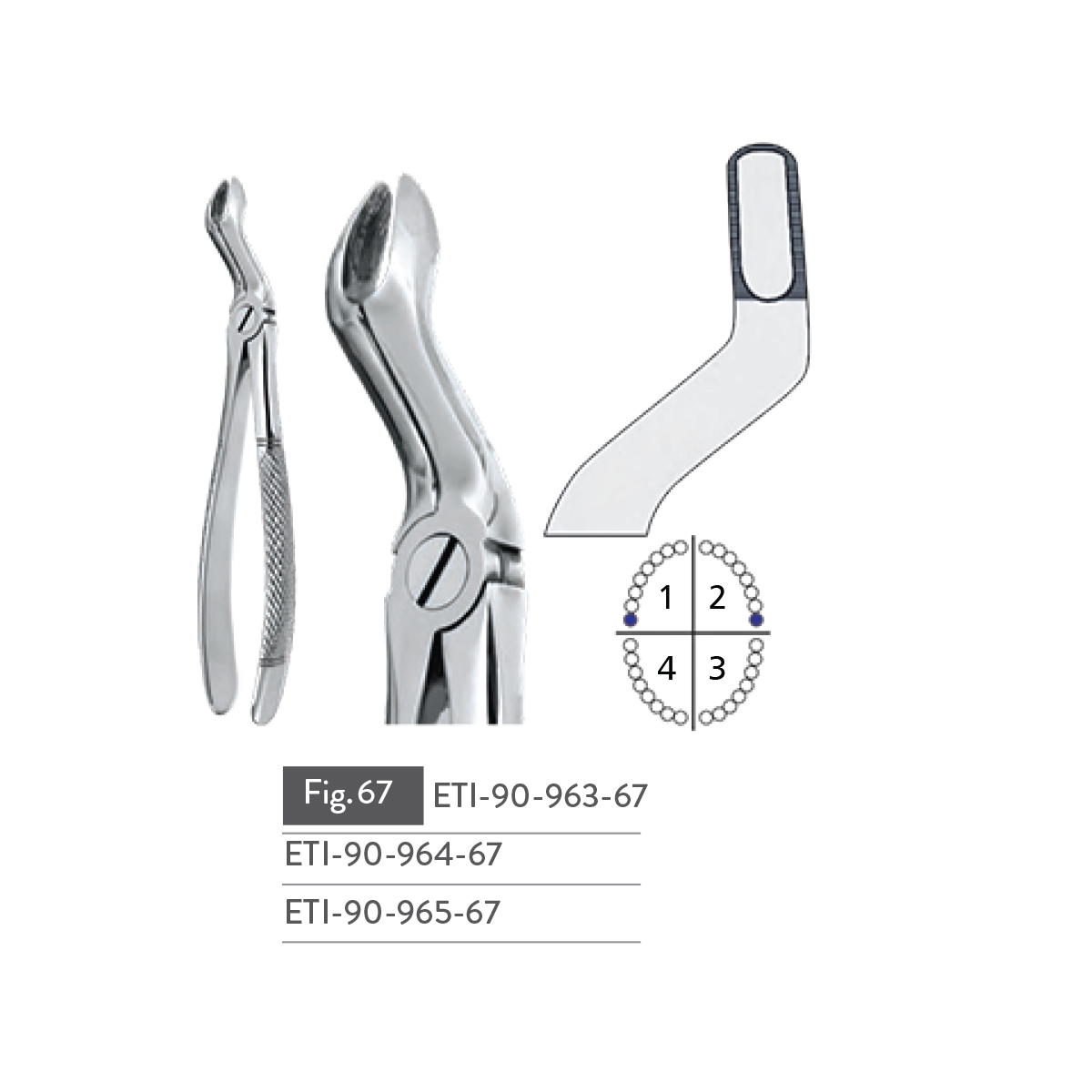 extracting-forceps22