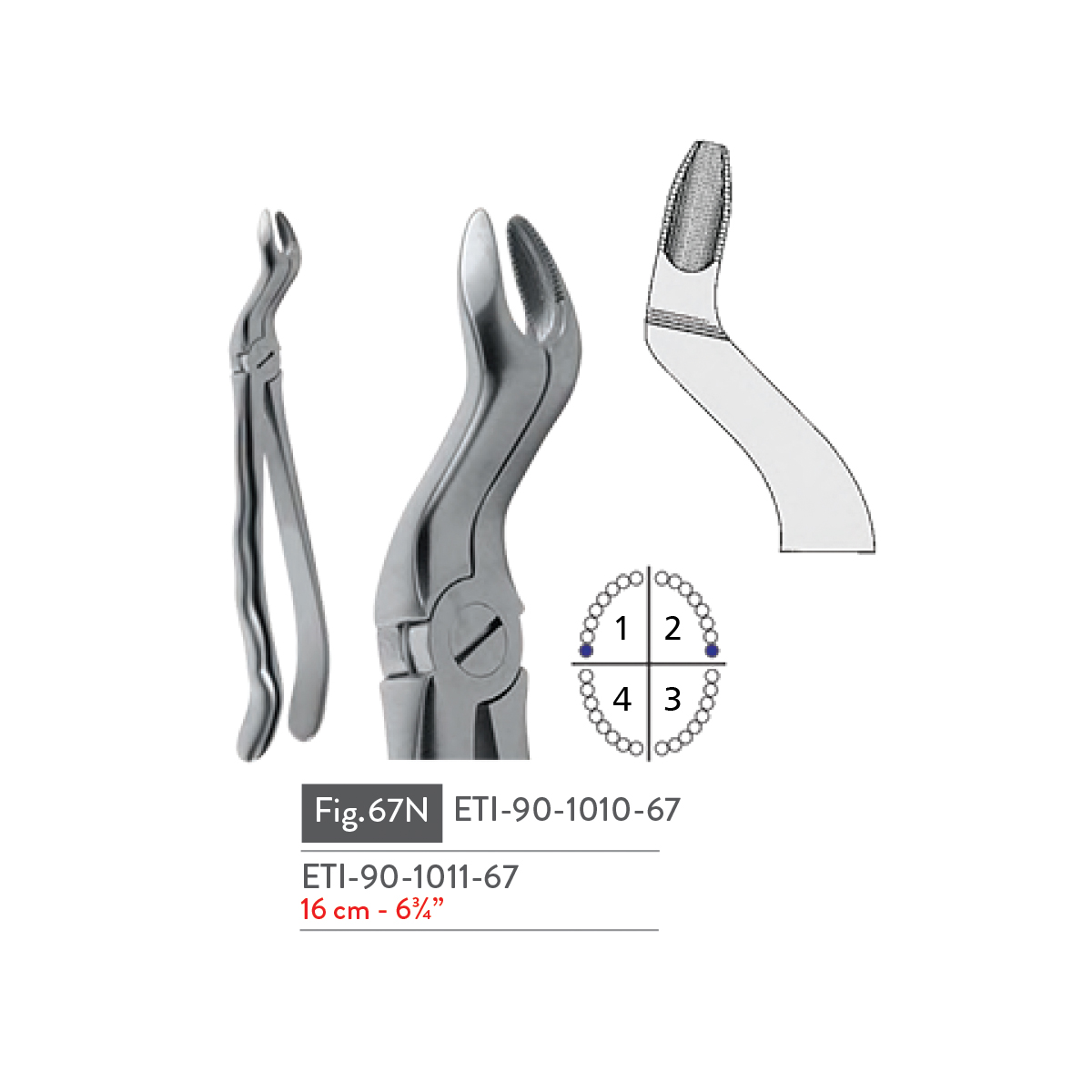 extracting-forceps46
