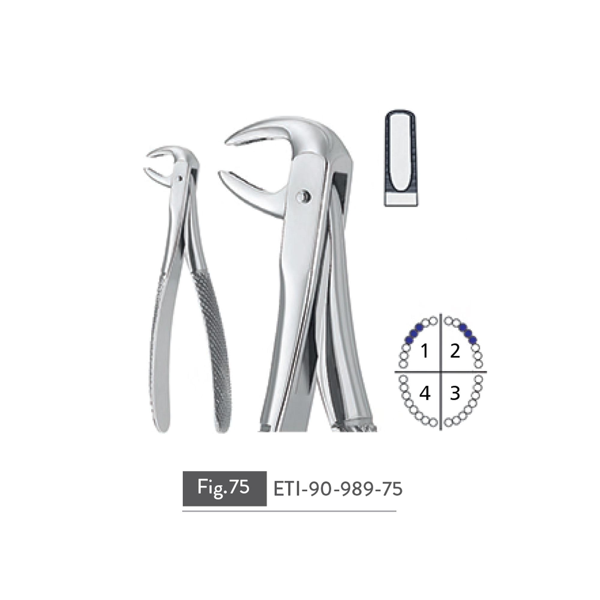 extracting-forceps34